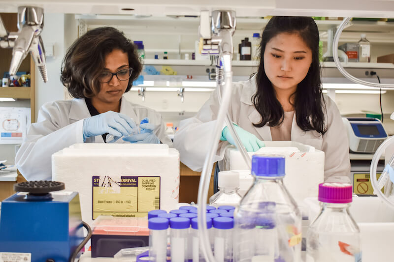 Agathocleous lab members working on the project. L-R: Swetha Mahesula, M.S., Research Associate and Sojeong Jun, Ph.D. Student 