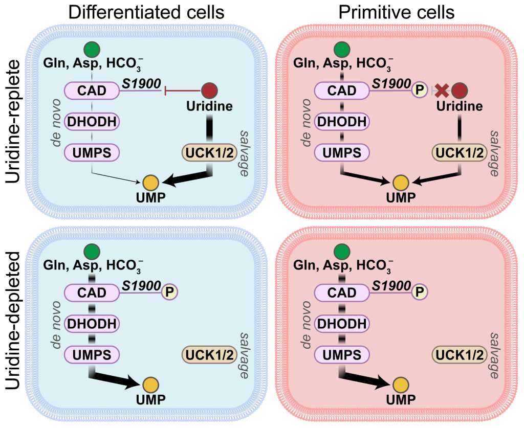 Sam McBrayer, Ph.D., (left) watches as Milan Savani, Ph.D., loads samples in CRI Metabolomics Shared Facility.