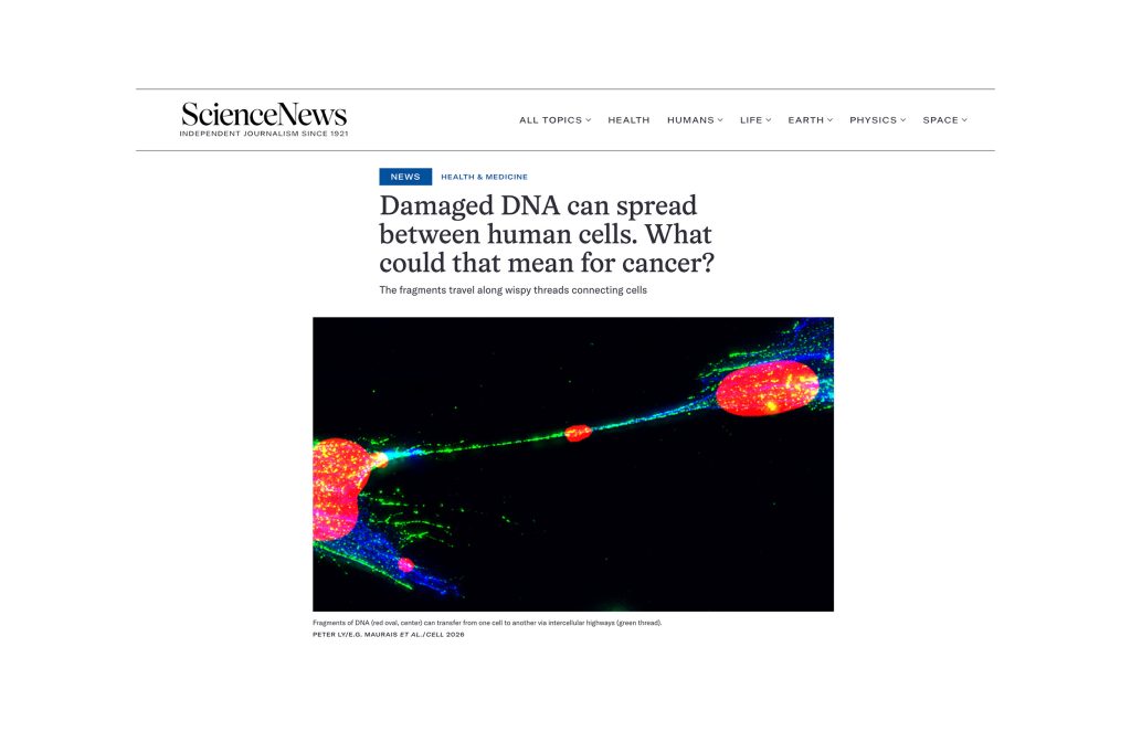 Screenshot of the Science News article featuring Peter Ly's Cell discovery. Headline is: Damaged DNA can spread between human cells. What could that mean for cancer?